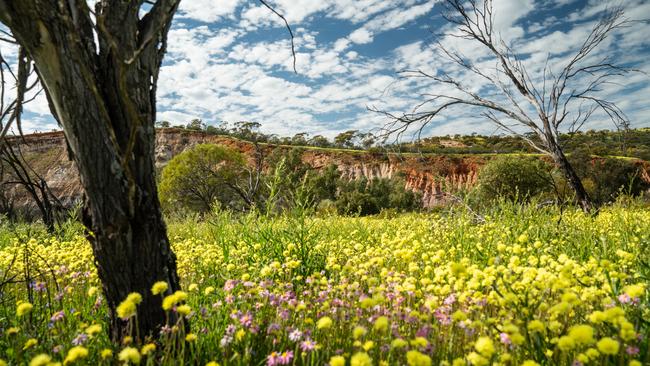 Lynch specialises in exporting wildflowers around the world. Picture: Tourism Western Australia