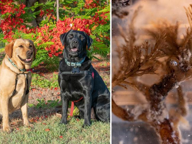 Venom expert: Mystery surrounds labrador-killing ‘seaweed’