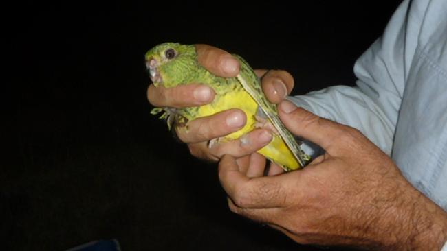 Enigmatic Night Parrot Detected In The Northern Territory | NT News