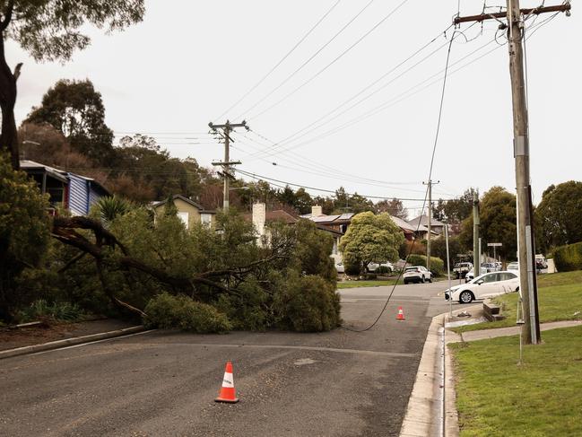 Trees bring down power lines at the Launceston Gorge entrance on Basin Rd. Tasmania wild weather event September 2, 2024. Picture: Stephanie Dalton