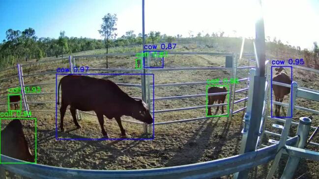 Queensland company uses artificial intelligence to monitor cattle