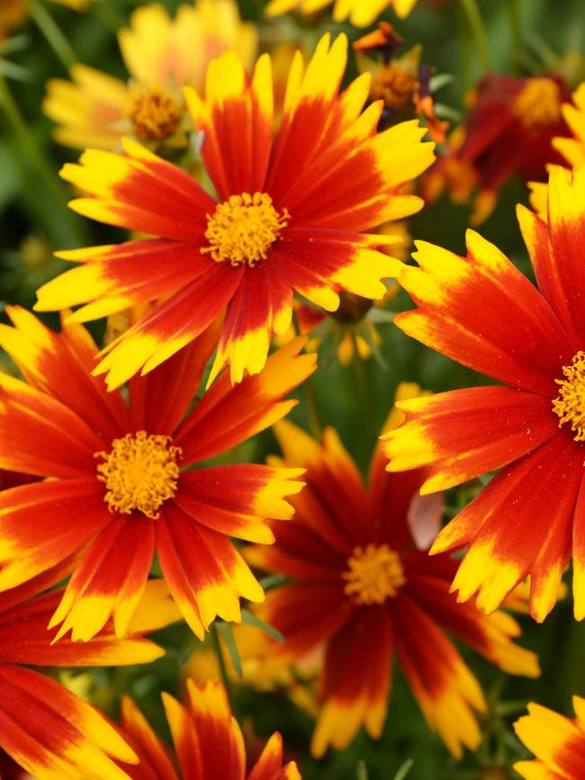 Coreopsis ‘Uptick Gold and Bronze’