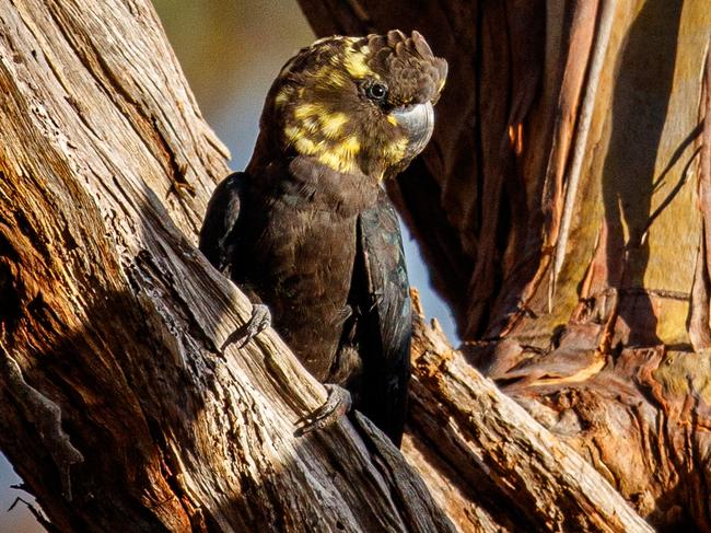 An adult pair of glossy black cockatoos can cost $170,000. Picture Matt Turner