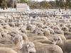 The complex market shift behind livestock sell-off