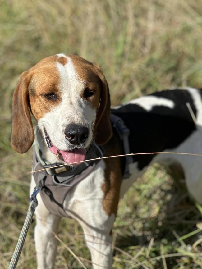 Tucker the hound cross available for adoption at the Dogs' Home of Tasmania. Picture: Dogs' Home of Tasmania