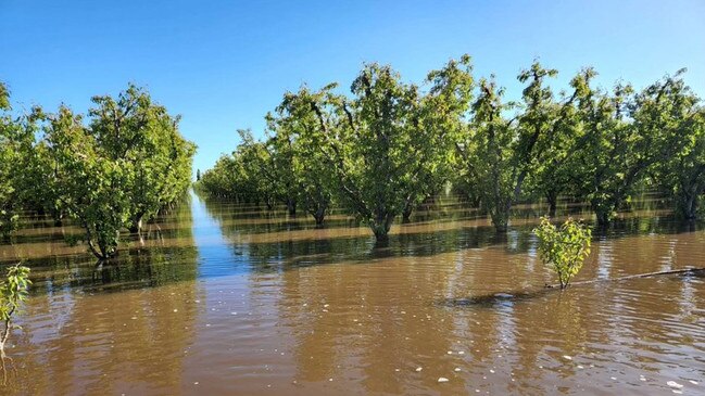 His family orchard after the floods. Picture: Supplied