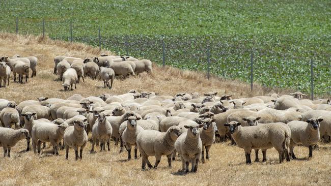 Black-faced Hampshire Downs are a new addition to the enterprise. Picture: Zoe Phillips