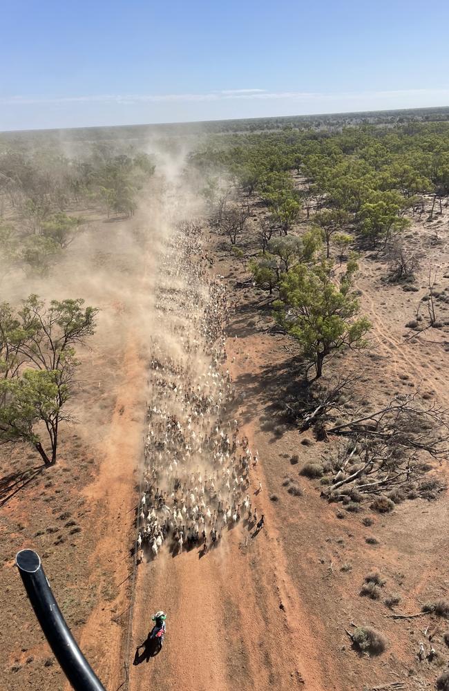 12,500 rangeland goats were mustered on a property near Bollon in southwest Queensland.