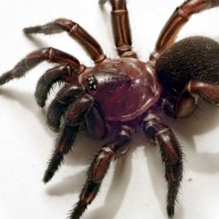 New trapdoor spider species found in arid Karoo region