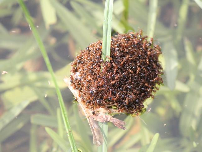 Fire ants can form ‘rafts’ that float on water, increasing their spread. Photos: Invasive Species Council