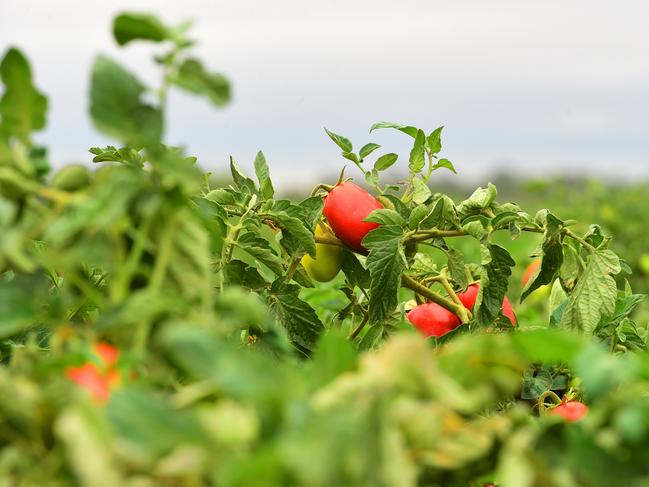 DECISION AG: Kagome TomatoesTomato harvest.CEO John Brady.Pictured: Tomato crop during harvest. Generic tomatoes.PICTURE: ZOE PHILLIPS