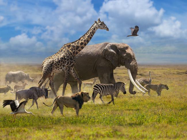 The most well-known animals in Africa walk in group across the plain.