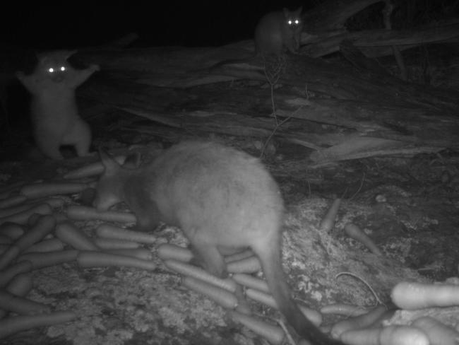 Oi! A possum reacts to a wallaby eating at a food drop within Curracabundi National Park.