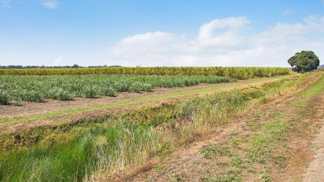 A high yielding sugar cane farm at Pimlico.