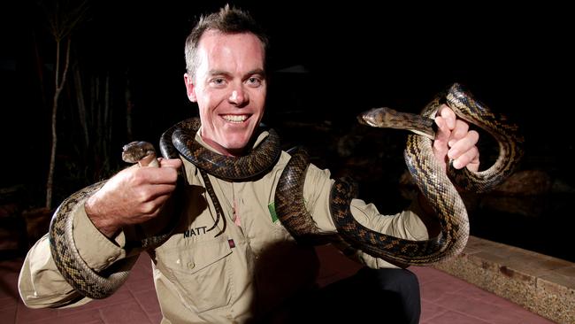 Four giant scrub pythons have a sexy snake lovefest in roof of Cairns ...