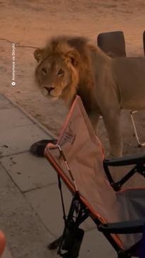 Family freezes in their tracks as lion visits campsite