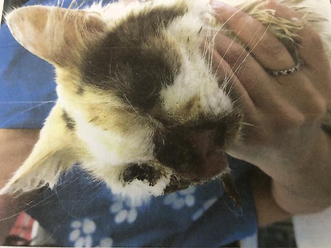 The cat had a severe facial condition with rotting flash and live maggots. Picture: supplied