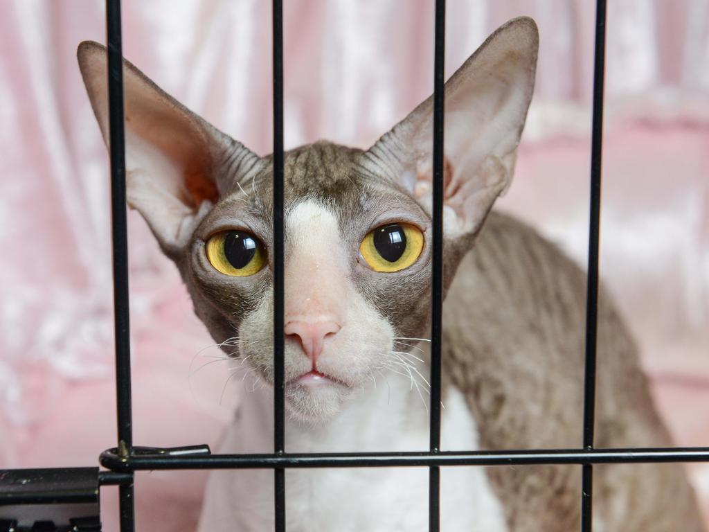 S Truffle the Cornish Rex prizewinning cat at the Royal Show. Picture: Brenton Edwards