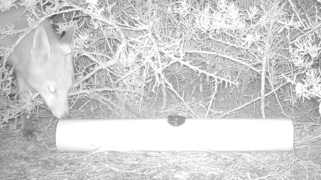 Night vision of a visiting fox.