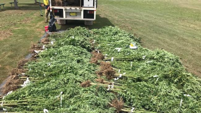 Cannabis Bush Raids: Officers Seize More Than 6300 Plants Worth $13 ...