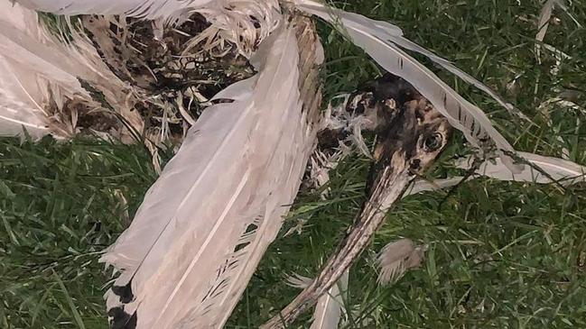 An ibis perished in a petrol attack in Langwarrin in October.