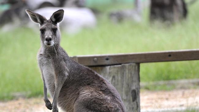 Wirrimbirra Sanctuary is promoting its reptile day, Breakfast in the Bush, nursery and wildlife. Pictured an eastern grey kangaroo.