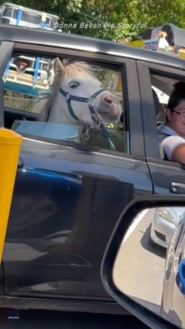 'He's excited for his ice cream!': Mini horse stops by fast food outlet