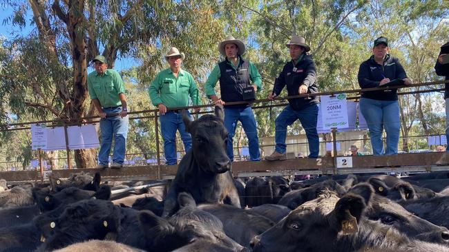 Livestock agents and auctioneers from Nutrien take the bids during the Myrtleford cattle sale. Picture: Fiona Myers