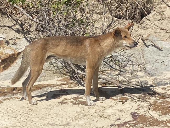 Dad chases dingo after toddler bitten in horror K’gari attack