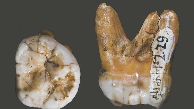 A 40,000-year-old tooth from which DNA was extracted to establish the existence of the Denisovans. Picture: Nature