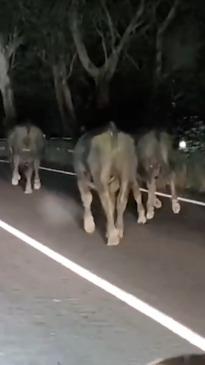 Herd of escaped cows block Melbourne road