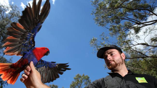 Minto Heights Zoo. Get Wild Animal Experiences Keeper Lochlan Bartley with Ruby the Eclectus Parrot at Minto Heights Zoo. Picture: Robert Pozo