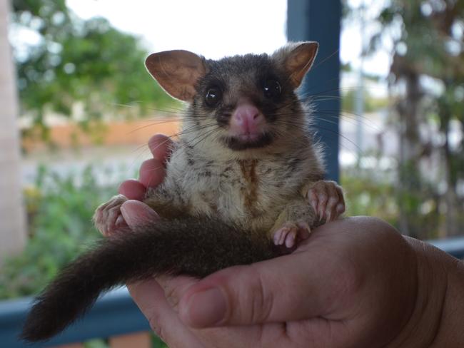 It’s believed the animal was a brushtail possum.