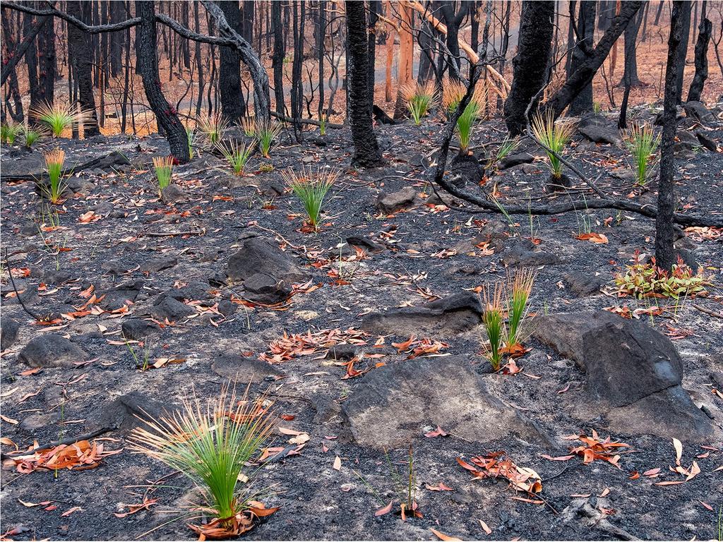 Heartening photos show the bush regrowth. Picture: Murray Lowe