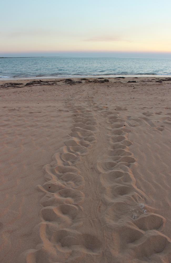 Follow the turtle tracks to see females making a nest for their eggs. Picture: Tourism NT.