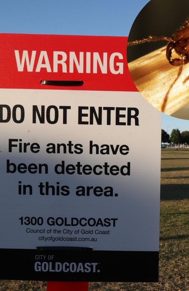 Fire ants