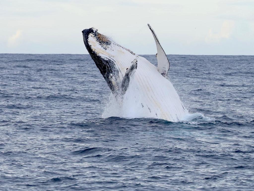 While attacks are rare, humpback whales have been known to target humans in the water.