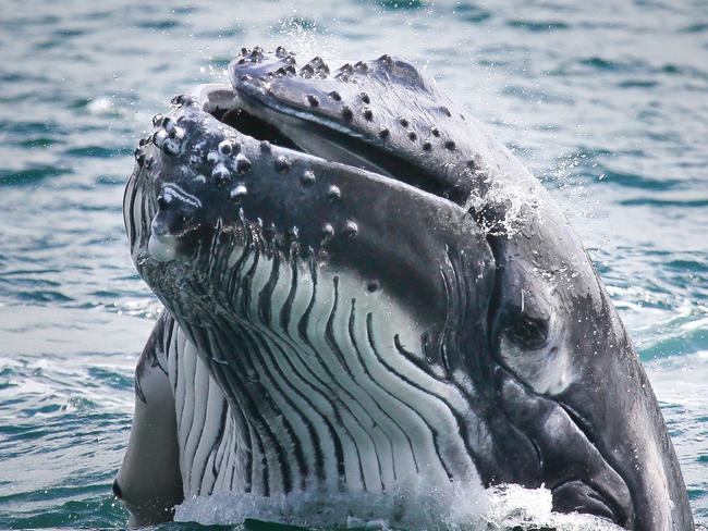 Whale and calf in Sydney Harbour. Mother and calf inside the harbour this morning. They were doing a couple of laps between North Head, South Head and Middle Head before leaving for the open ocean again. The calf was quite active breaching repeatedly while the mother was casually swimming alongside, pectoral fin slapping from time to time. Pic: Jonas Liebschner, Whale Watching Sydney