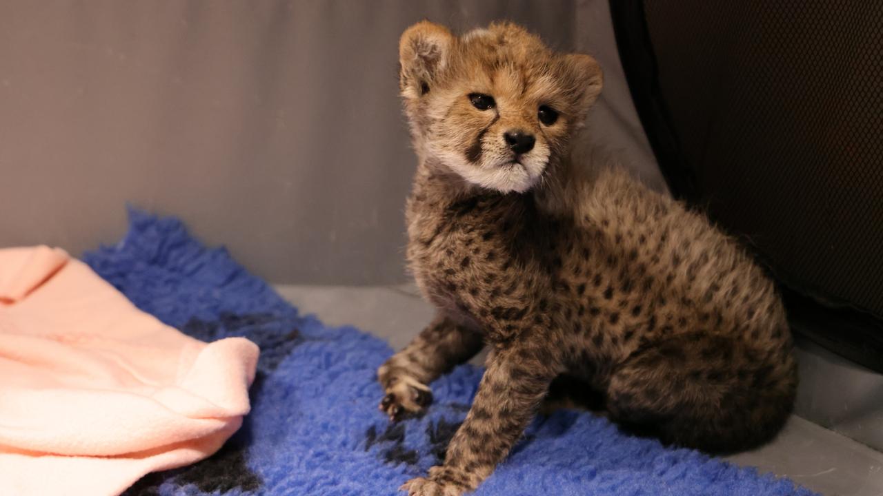 The veterinary and zookeeping teams at Taronga Western Plains Zoo Dubbo are hand-rearing a cheetah cub delivered by C-section. The cub is seven weeks old in this picture. Picture: Taronga Western Plains Zoo