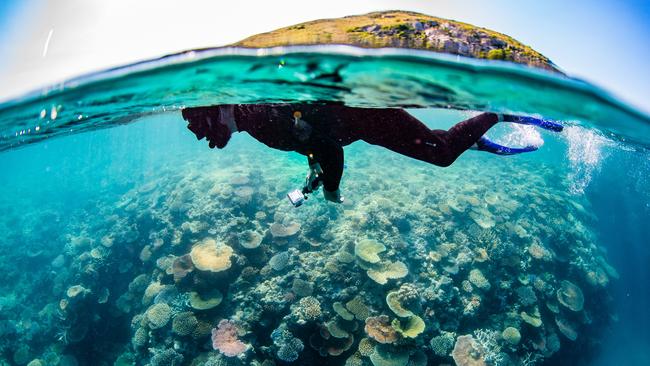 Snorkelling off the island. Picture: Nicole McLachlan