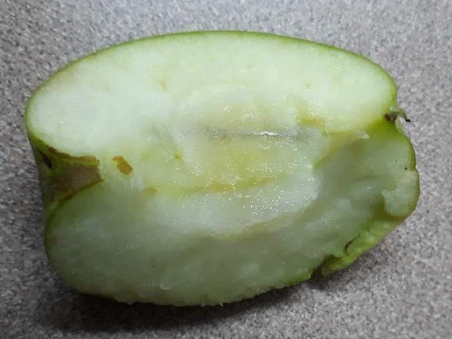 A needle found inside a granny smith apple.