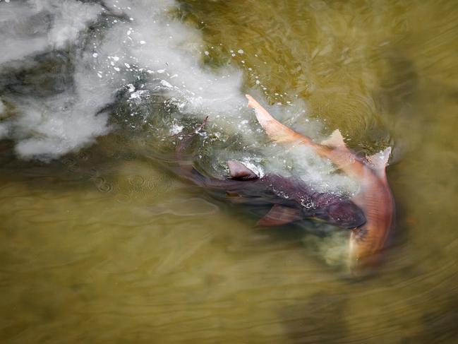 Taken from a helicopter, the photographer captured the rarely observed mating behaviour of two large Nurse Sharks in the shallow waters off Shark Point in the Everglades National Park, Florida. Picture: Mark Ian Cook