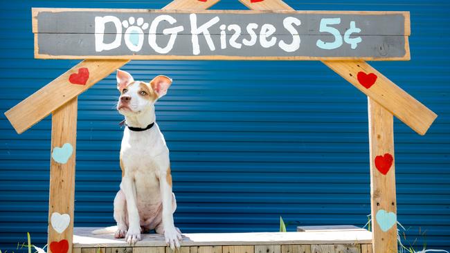 Gerkin, a three-month-old American Staffy-cross ready for adoption at AWLQ Warra Animal Rehoming Centre in Bracken Ridge. Picture: Richard Walker