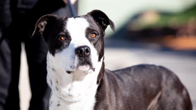 Animal shelters across the state say Tasmanians were surrendering their pets at an alarming rate, leaving shelters around the state overflowing and struggling to stay afloat. Picture: Linda Higginson