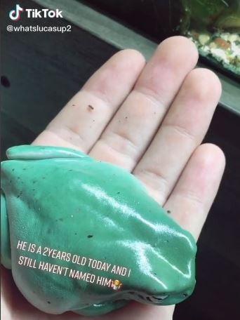 The content creator explained that the four-year-old frog is actually only about the size of his palm. Picture: TikTok/whatslucasup2