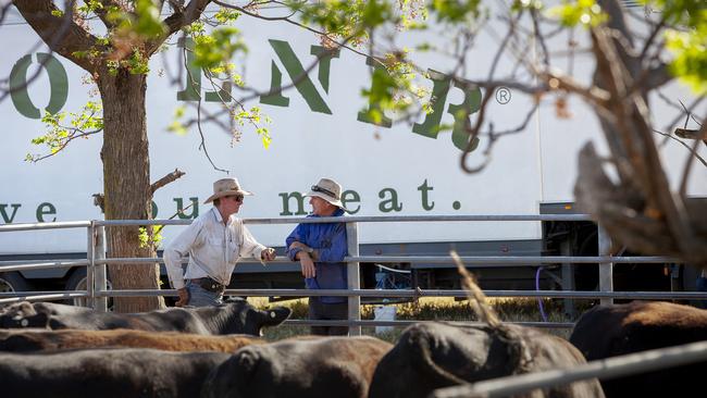 Provenir mobile abattoir on Gundillawah Farm, in the Mundarlo Valley of NSW.