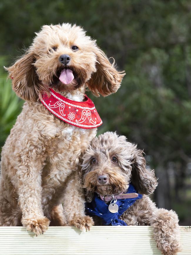 Teddy the cavoodle and Tilly the spoodle. Picture: Renae Droop.