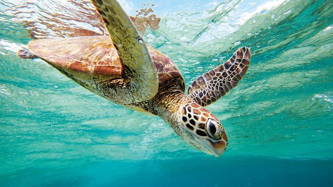 You don’t need to cross the border to visit Queensland’s best natural wonders, like going Turtle watching off Lady Elliot Island. Photo Eddie Safarik