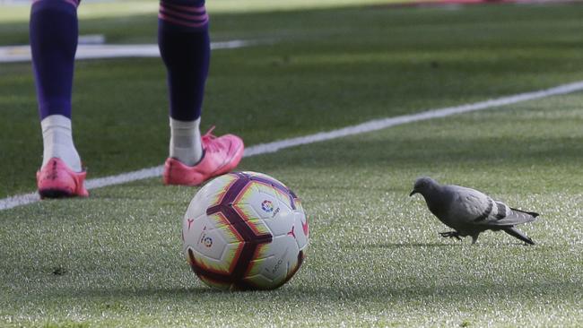 We’re not sure if the $2 million racing pigeon can also play football, but at that price, it should. Picture: AP