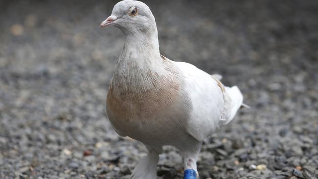 Joe the pigeon was found in a Victorian backyard on Boxing Day. Picture: David Caird